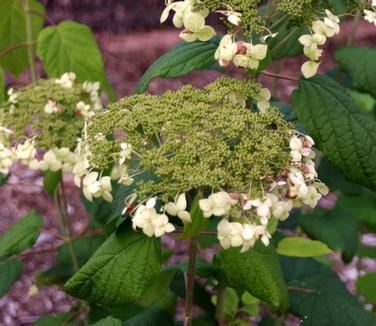 Hydrangea arborescens 'Haas Halo'