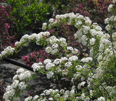 Spiraea x vanhouttei 