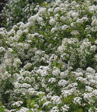 Spiraea x vanhouttei 