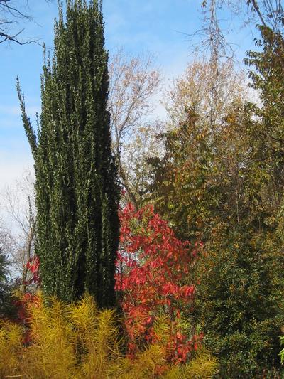 Ilex crenata 'Sky Pencil' - Japanese Holly