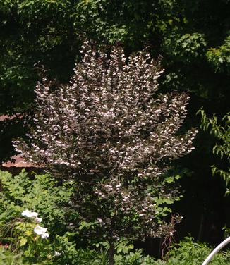 Styrax japonicus Evening Light 