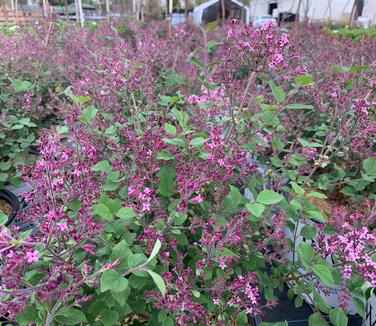 Syringa x Bloomerang 'Dark Purple' - Lilac from Pleasant Run Nursery