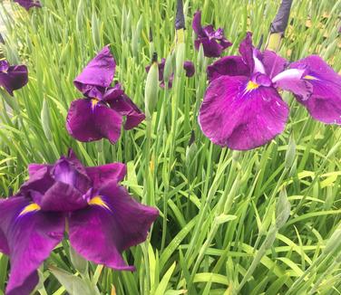 Iris ensata 'Cry of Rejoice'