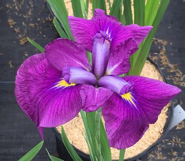 Iris ensata Cry of Rejoice