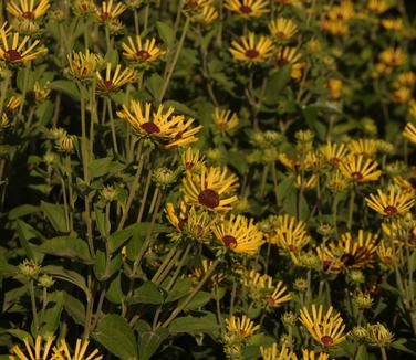 Rudbeckia subtomentosa Little Henry