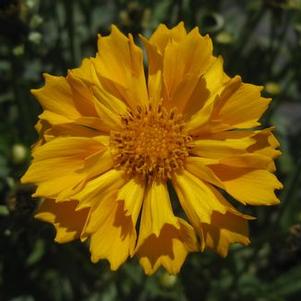 Coreopsis x Jethro Tull