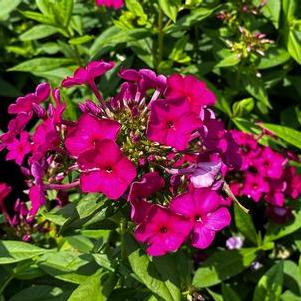 Phlox paniculata Flame Purple