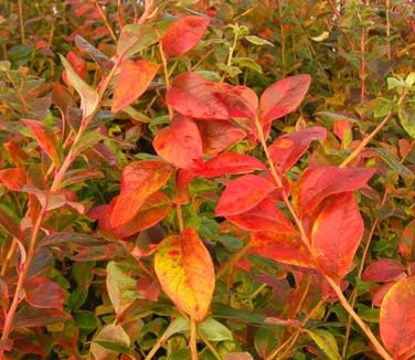 Vaccinium corymbosum Jersey