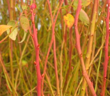 Vaccinium corymbosum Jersey