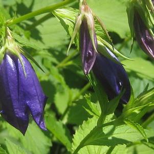 Campanula x Kent Belle