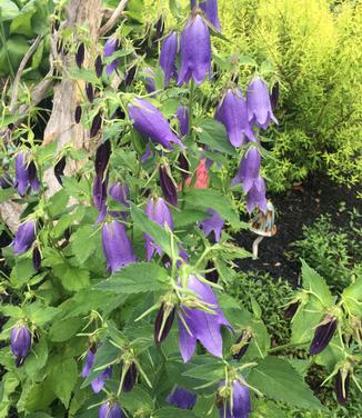 Campanula x Sarastro