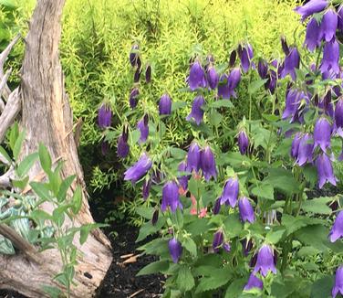 Campanula x Sarastro