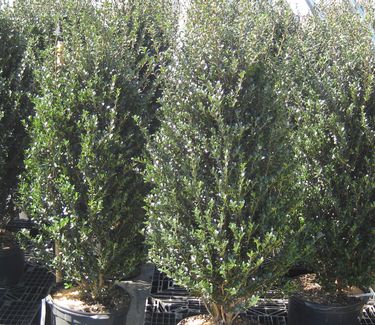 Ilex crenata Steeds - Japanese Holly