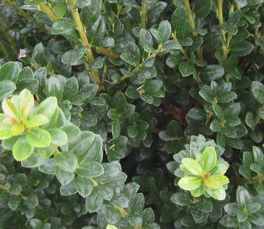 Ilex crenata 'Steeds' - Japanese Holly