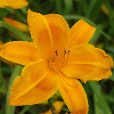 Hemerocallis Rocket City