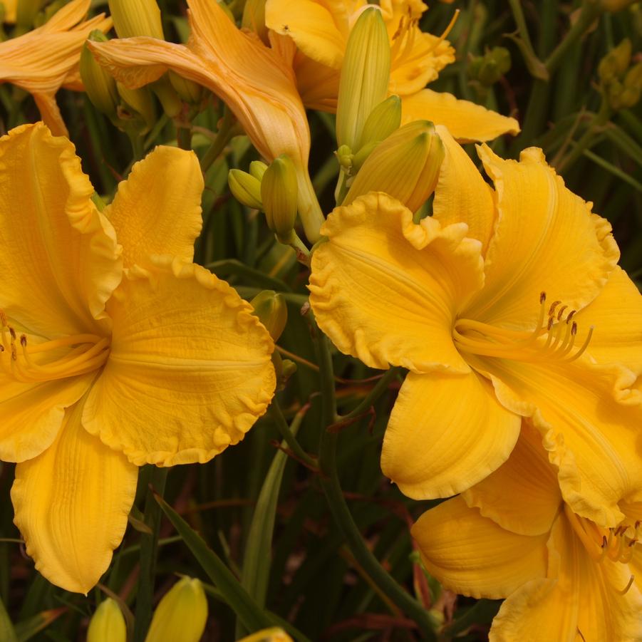 Hemerocallis 'Jen Melon' 