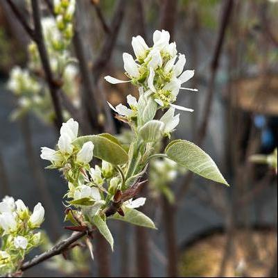 Amelanchier canadensis 