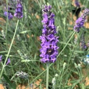 Lavandula x intermedia Sensational!