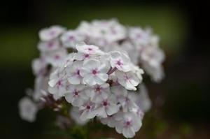 Phlox carolina Earlibeauty® 'Solar Flare'