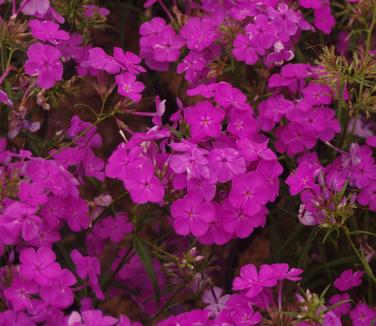 Phlox x 'Wanda'