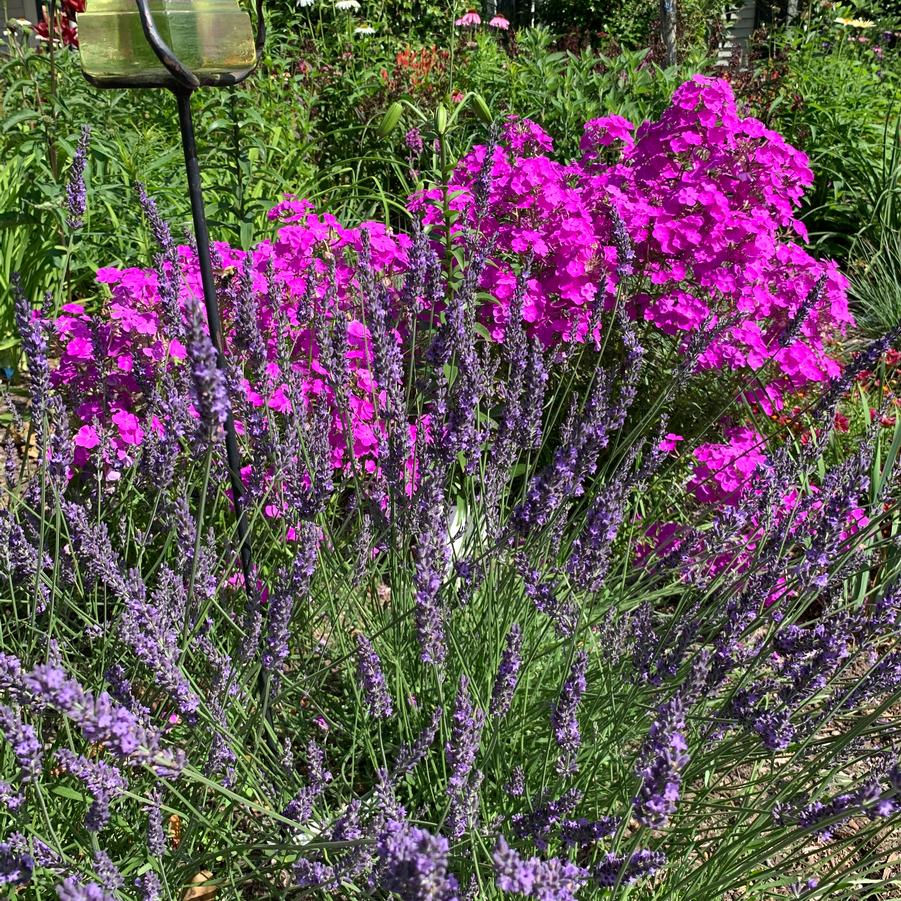 Phlox x 'Wanda' (blooming in November!)