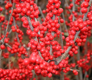 Ilex verticillata 'Maryland Beauty' - Winterberry 