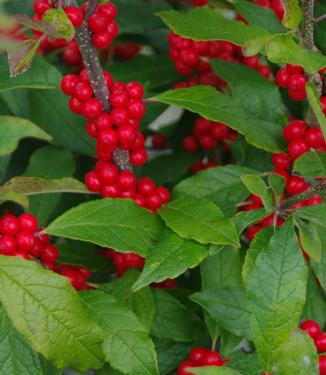 Ilex verticillata Maryland Beauty - Winterberry