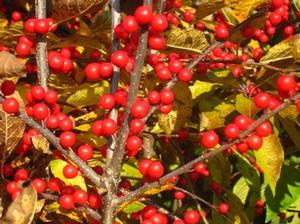 Winterberry