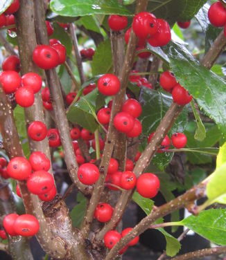 Ilex verticillata Maryland Beauty - Winterberry