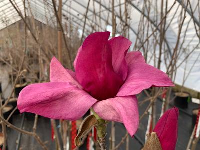 Magnolia x 'Royal Purple' - Magnolia from Pleasant Run Nursery