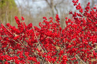 Ilex verticillata 'Red Sprite' - Winterberry