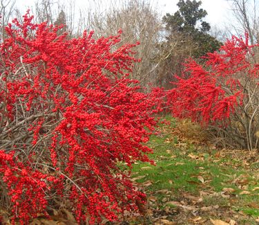 Ilex verticillata 'Red Sprite'