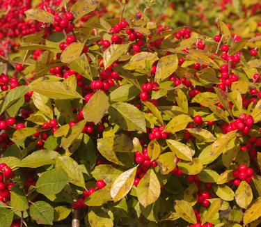 Ilex verticillata Red Sprite