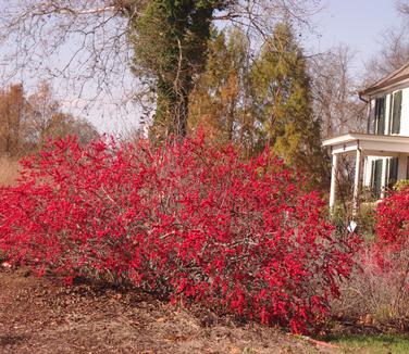 Ilex verticillata 'Red Sprite' 