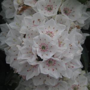 Kalmia latifolia Elf