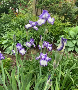 Iris germanica 'Hemstitched' - German Bearded Iris from Pleasant Run Nursery