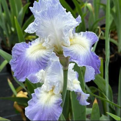 Iris germanica Speeding Again