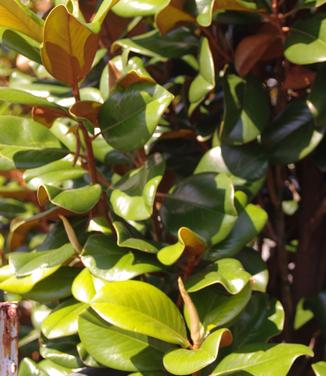 Magnolia grandiflora Teddy Bear