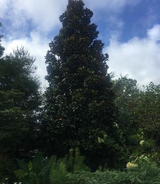 Magnolia grandiflora Teddy Bear