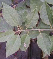 Ilex verticillata 'Southern Gentleman' - Winterberry