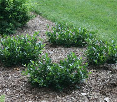 Aronia melanocarpa Low Scape 'Mound' (Spring Meadow)