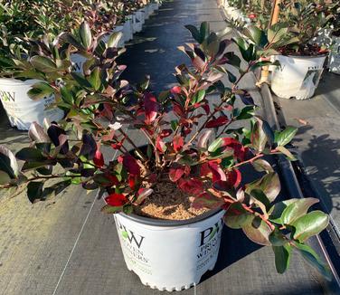 Aronia melanocarpa 'Low Scape Mound®' - Chokeberry from Pleasant Run Nursery