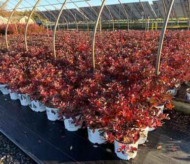 Aronia melanocarpa Low Scape Mound - Chokeberry from Pleasant Run Nursery