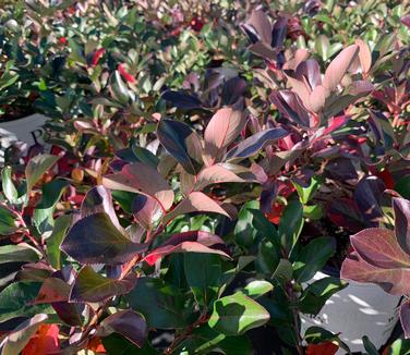 Aronia melanocarpa 'Low Scape Mound®' - Chokeberry from Pleasant Run Nursery