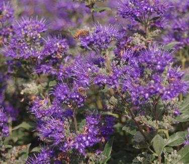 Caryopteris x clandonensis Beyond Midnight