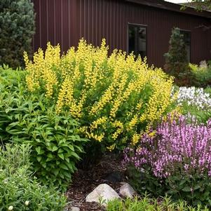 Baptisia x American Goldfinch