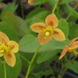 Epimedium x warleyense Orange Queen