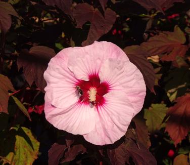 Hibiscus x Summerific 'Perfect Storm' 