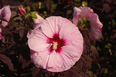 Hibiscus x Summerific 'Perfect Storm'