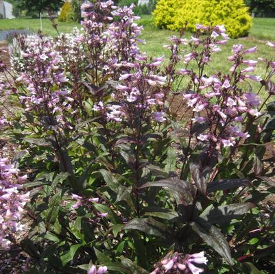 Penstemon digitalis Dark Towers